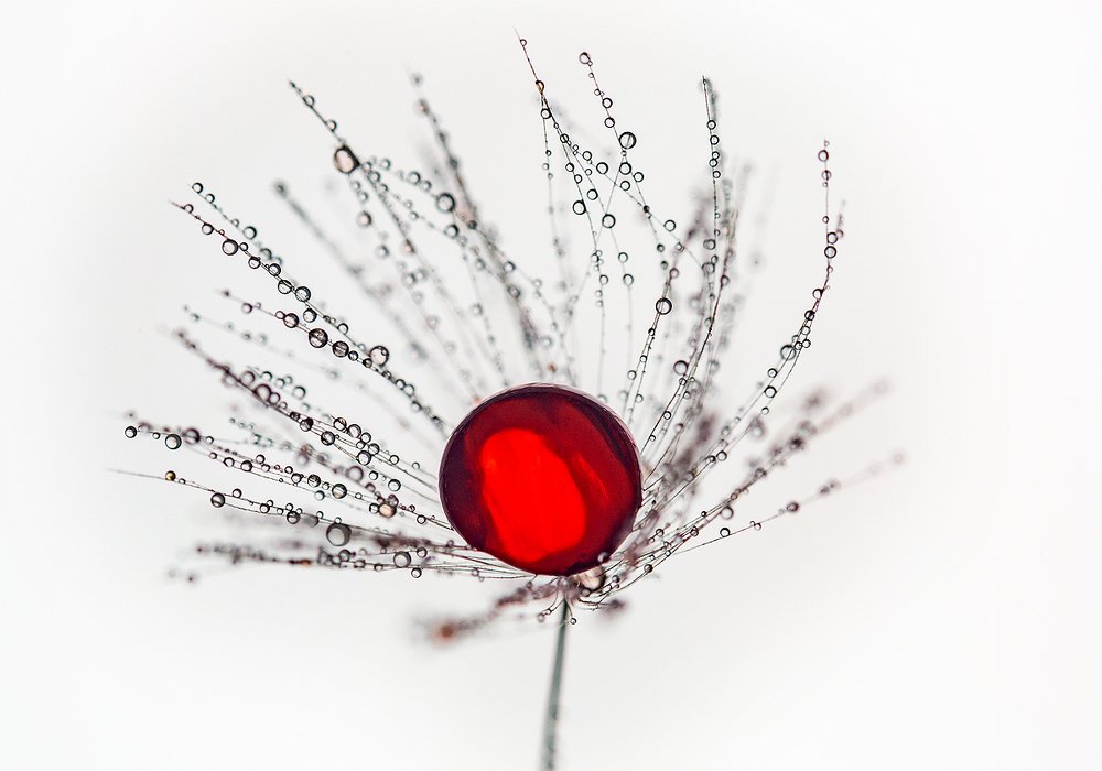 Новая жизнь