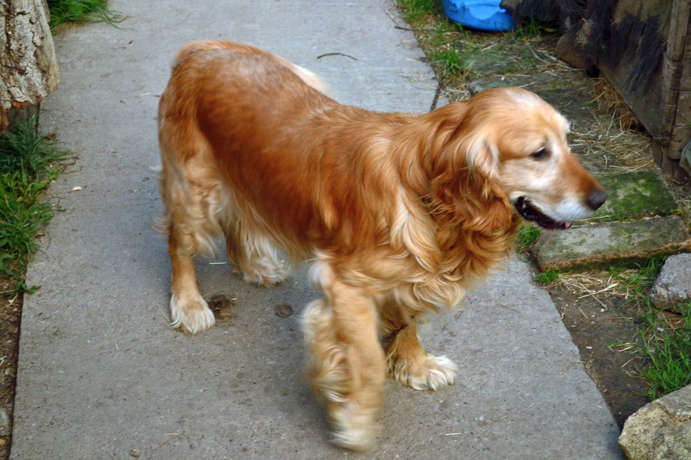 Photograph by Szabó László