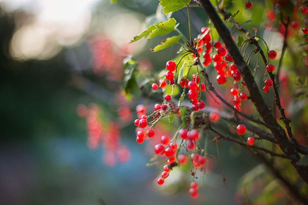 Photograph by Марина Левицкая