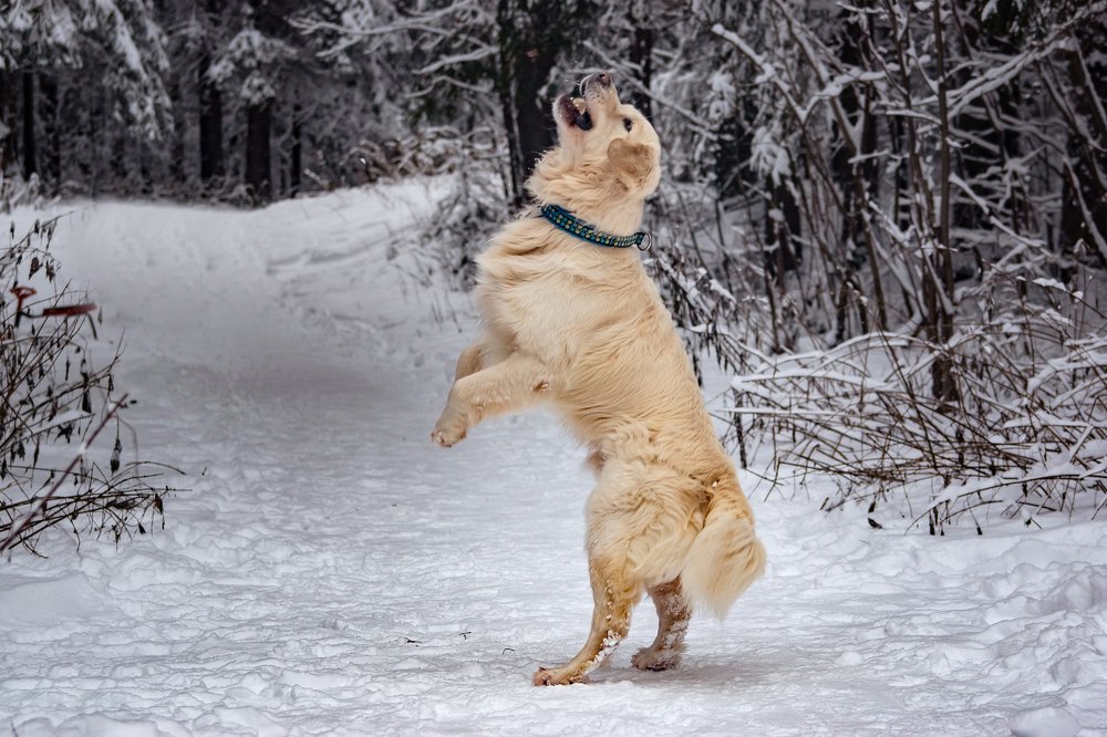 Фотография автора Вадим Топычканов