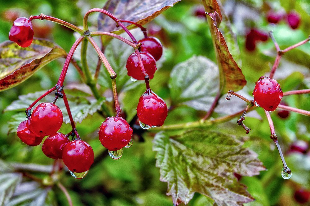 Дождтк осенний поплачь обо мне...