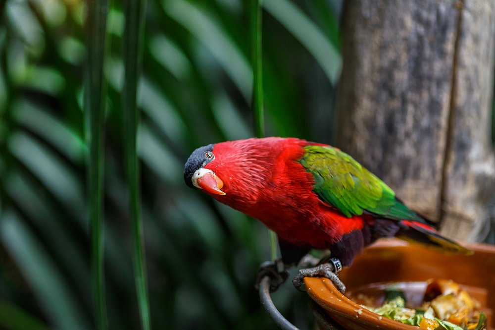 Красный попугай