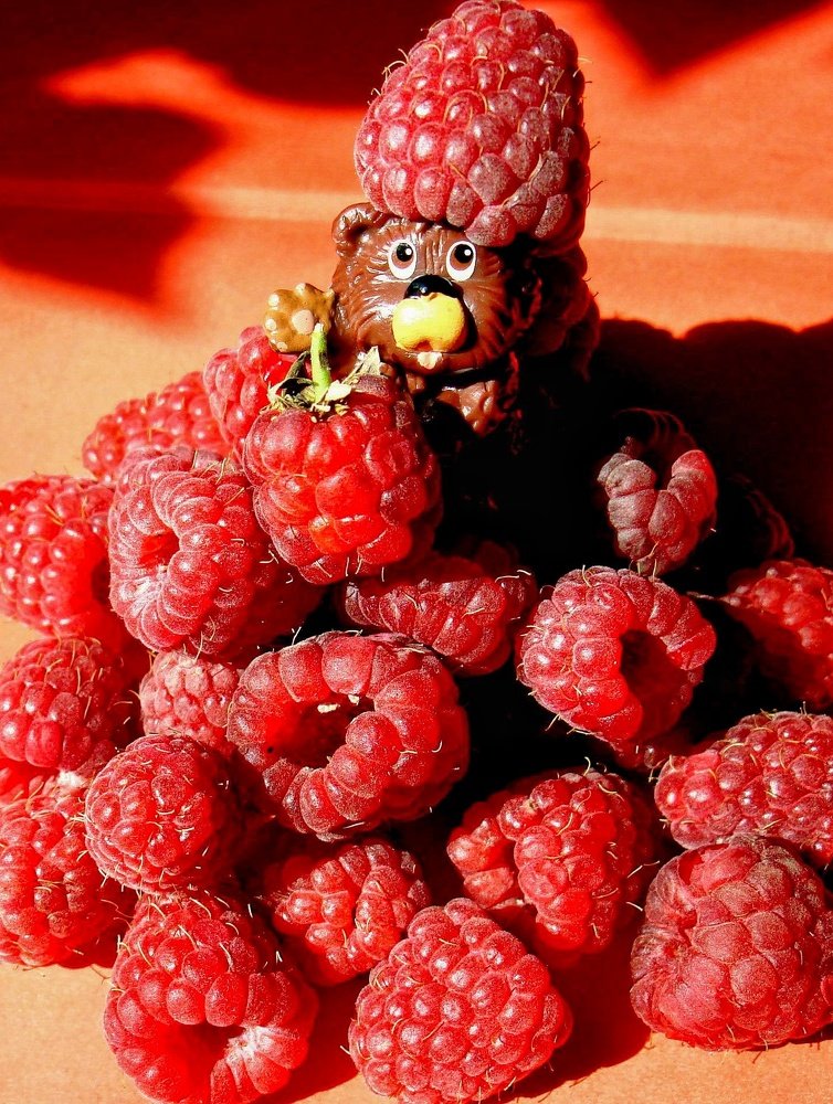 Медведь-куркуль