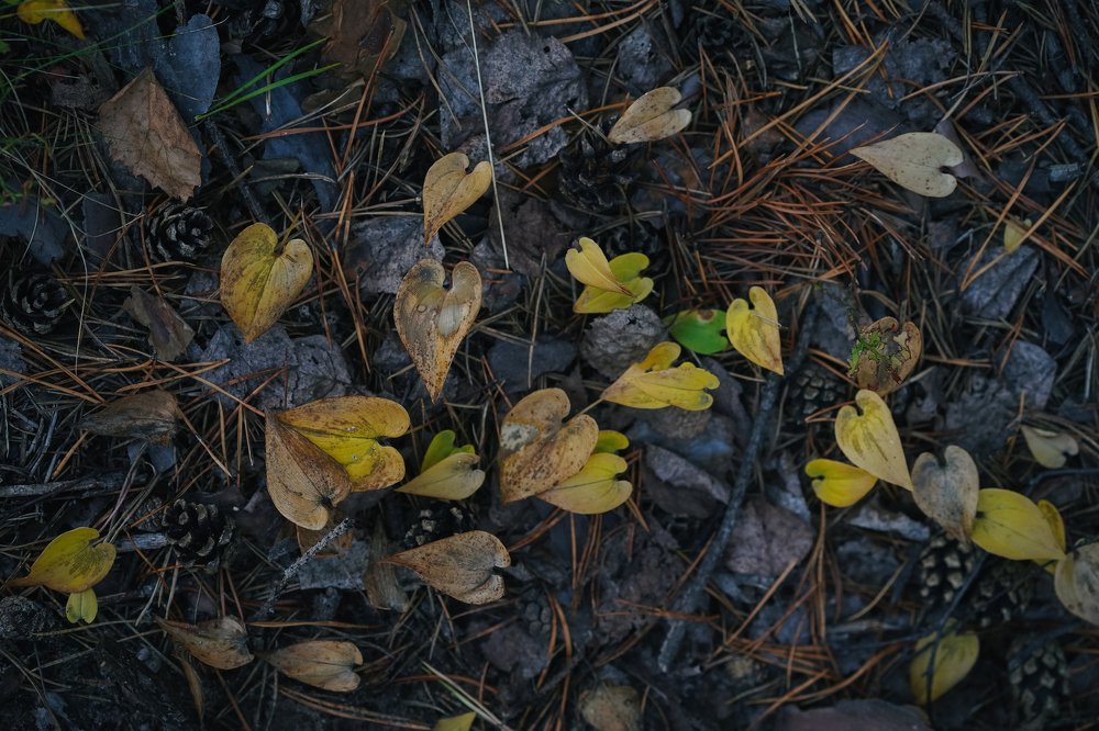 Photograph by Маргарита Климан