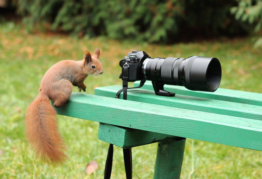 Дикий фотограф