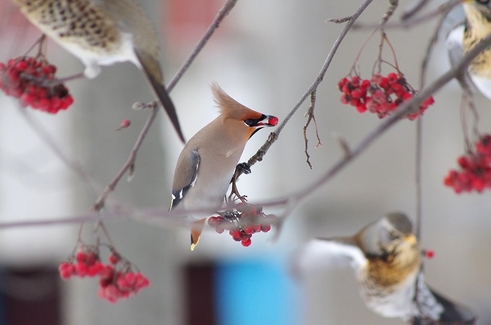 Свиристель