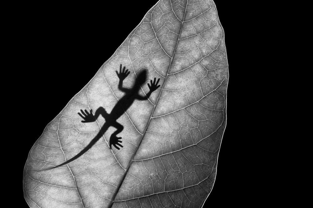 Phantom of Lizard ( B&W Version )