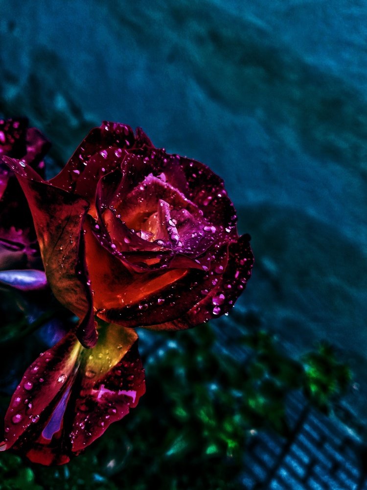 Photograph by Ali Rezaei