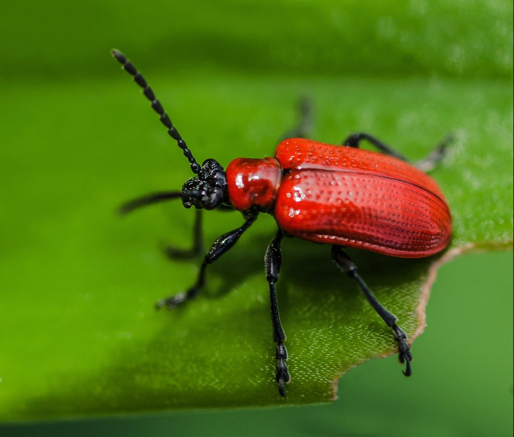 Трещалка лилейная.