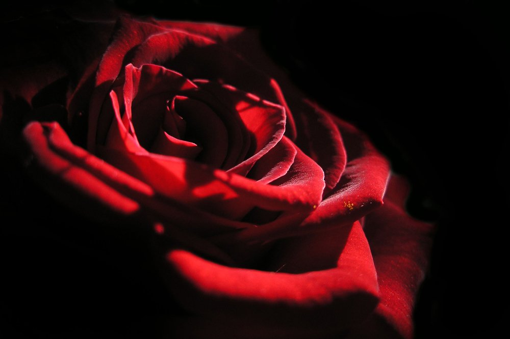 Photograph by Елена Левина