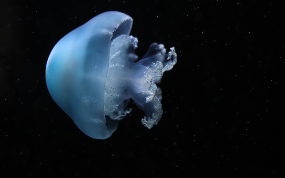 Photograph by Мария Григорьева