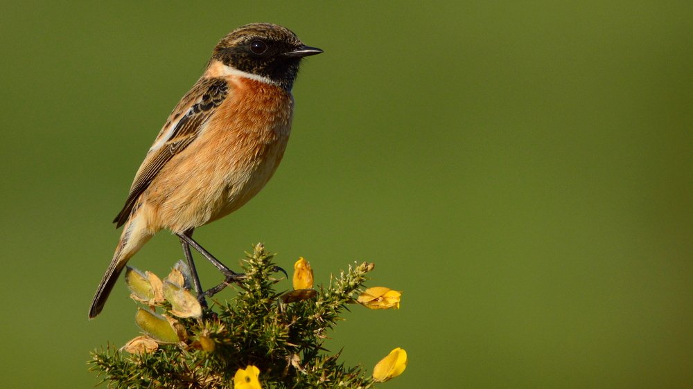 Photograph by PAT SOMERS