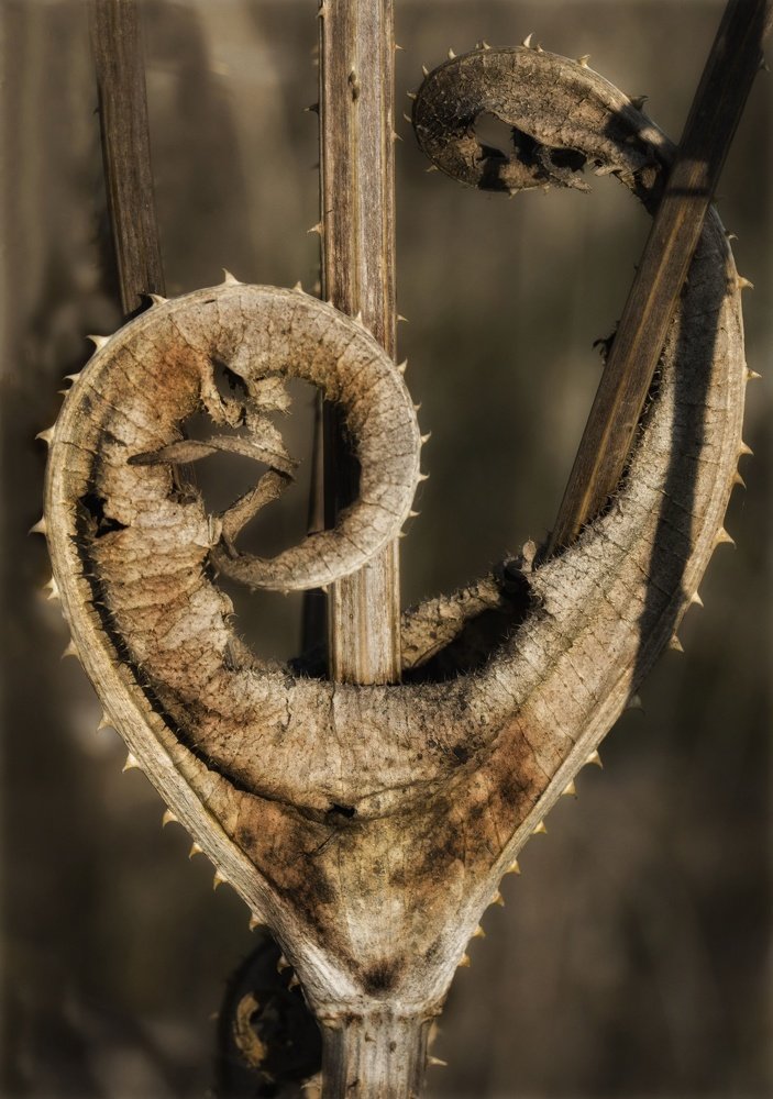 Photograph by Palko-Gyongyosi István-Tibor 