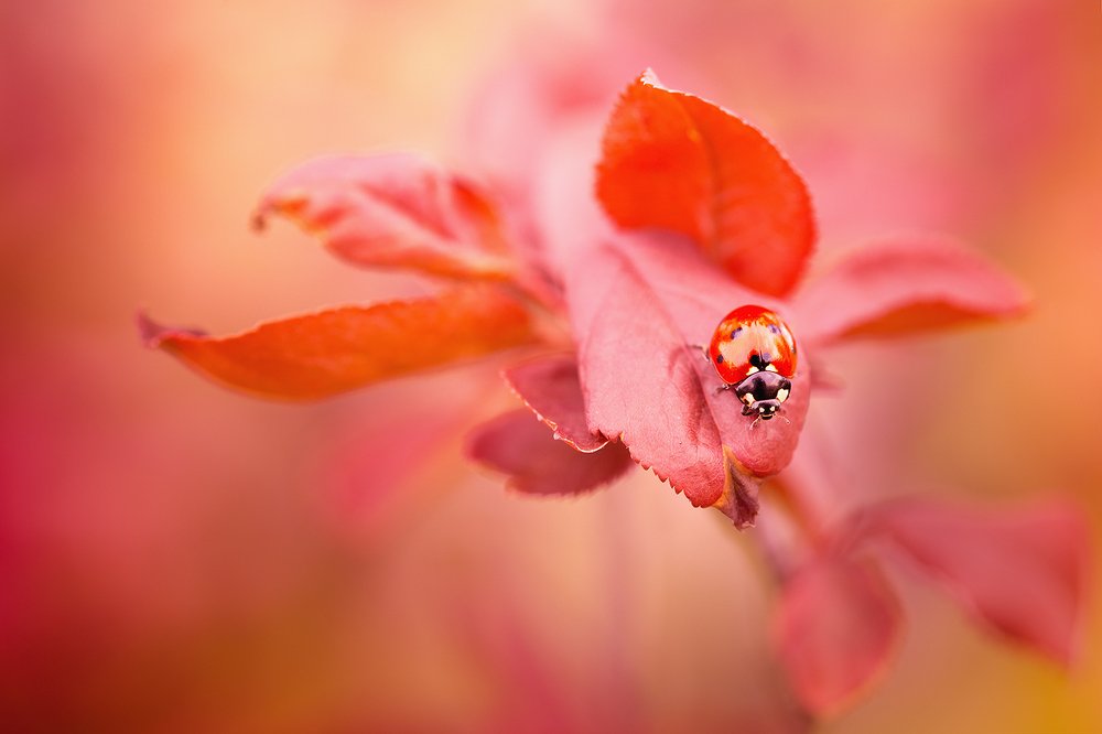 Photograph by Владимир Каюков