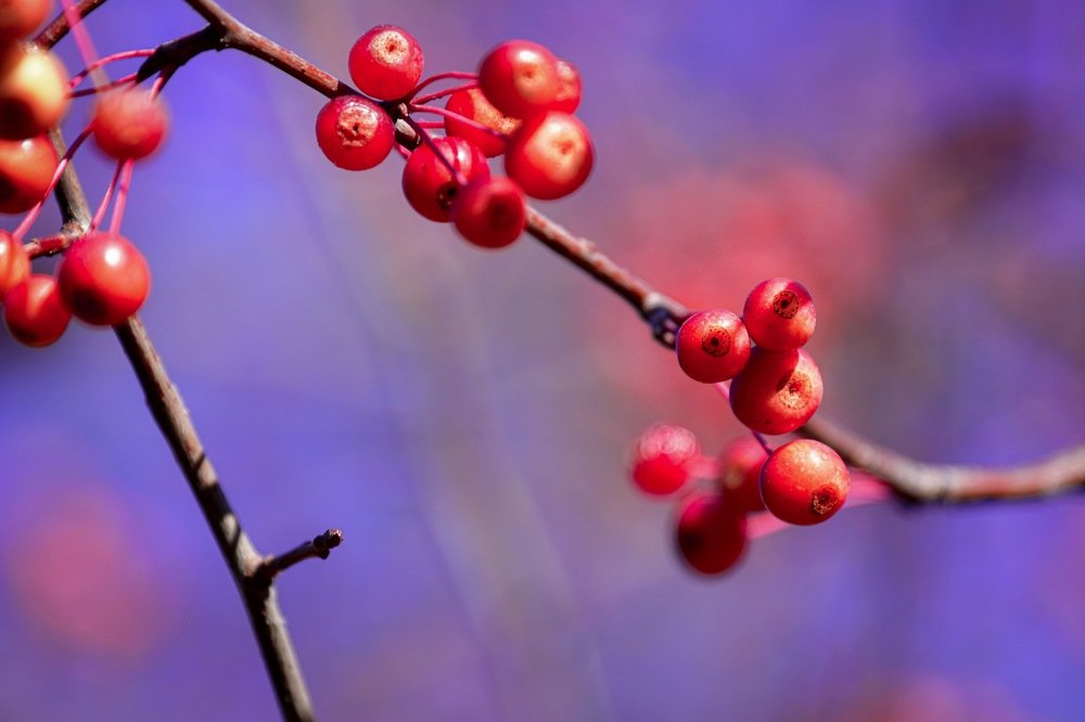 Photograph by Анна Белка