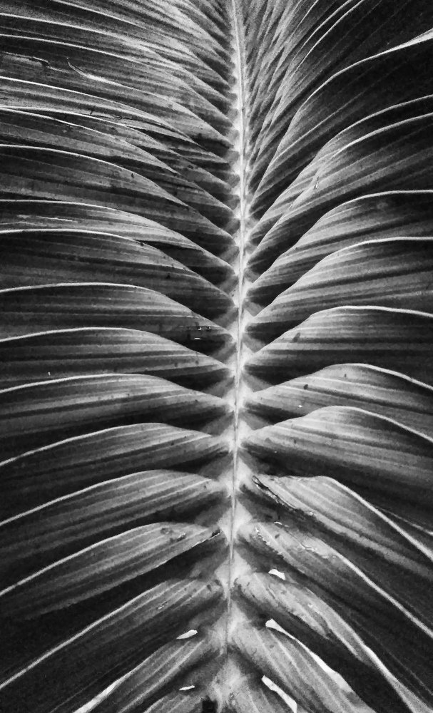 THE RIBS OF THE LEAF