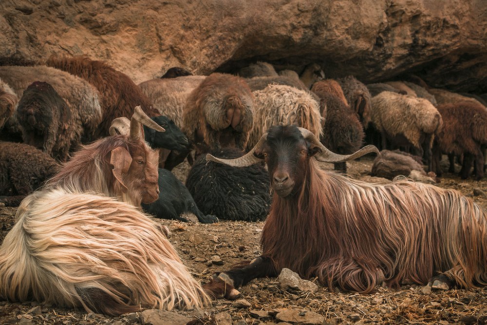 Photograph by karimian