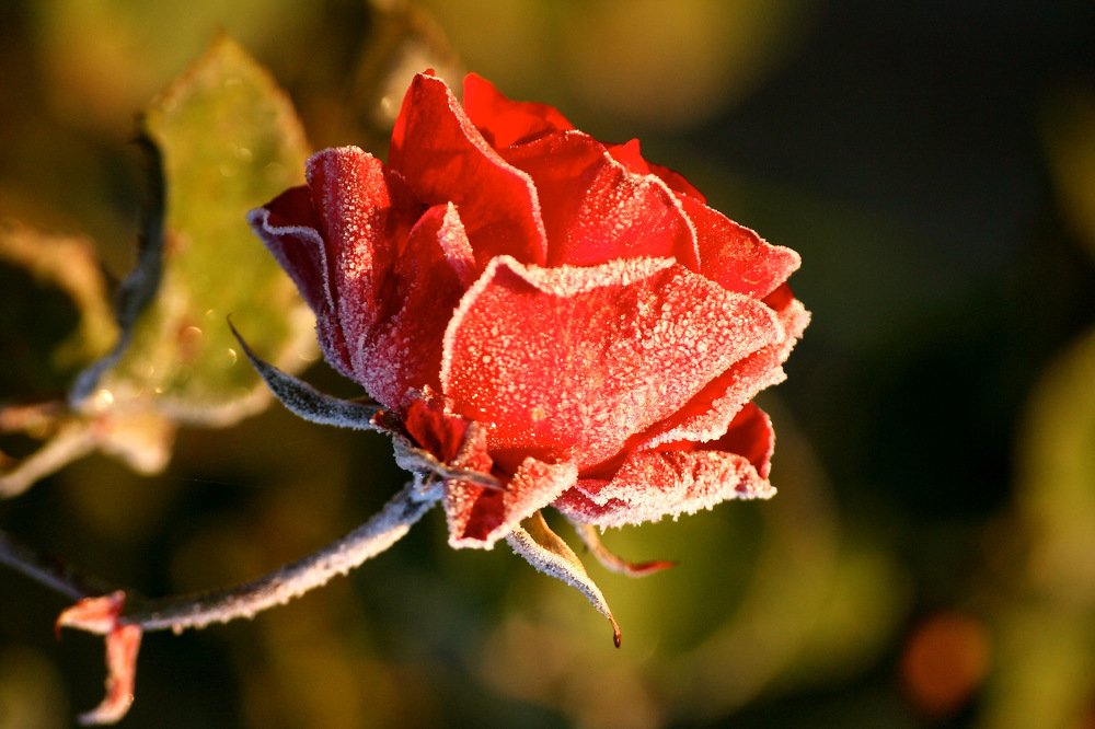 Photograph by Алексей Обухов