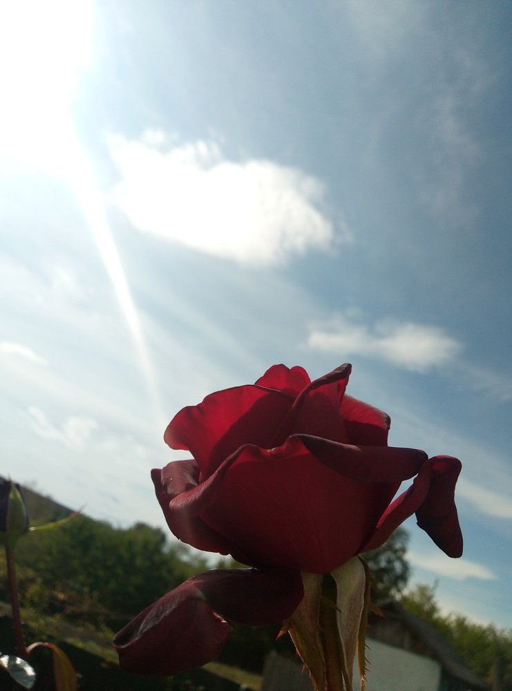 Photograph by Наталія Дронюк