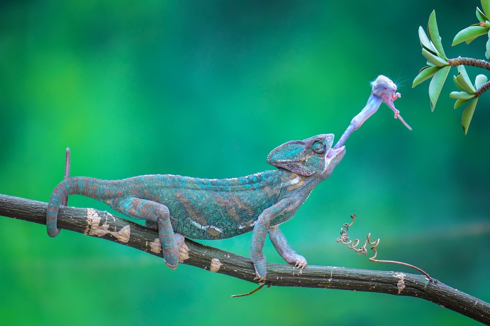 a chameleon got a white mouse