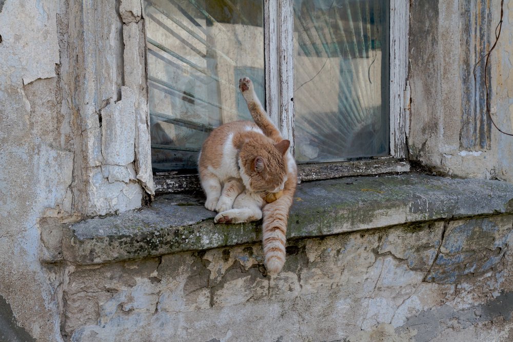 Фотография автора Алена Гамоля