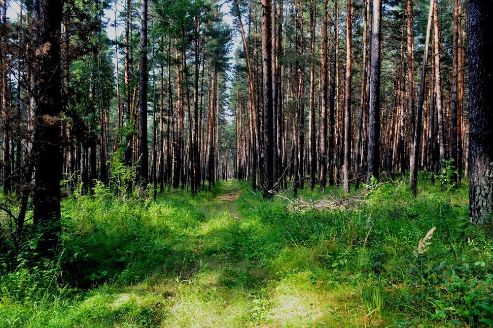 Photograph by Марьясова Анна