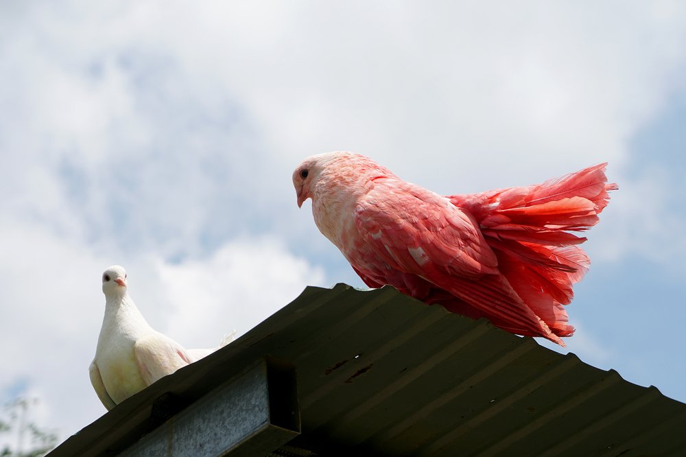 Photograph by Dzianis Mizhui