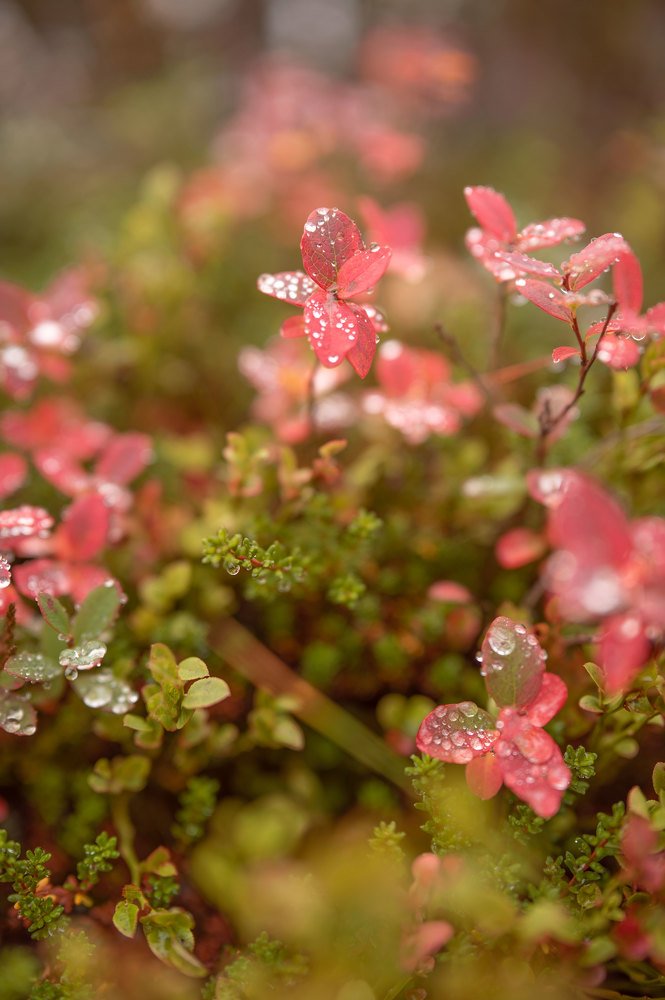 Осенние нотки