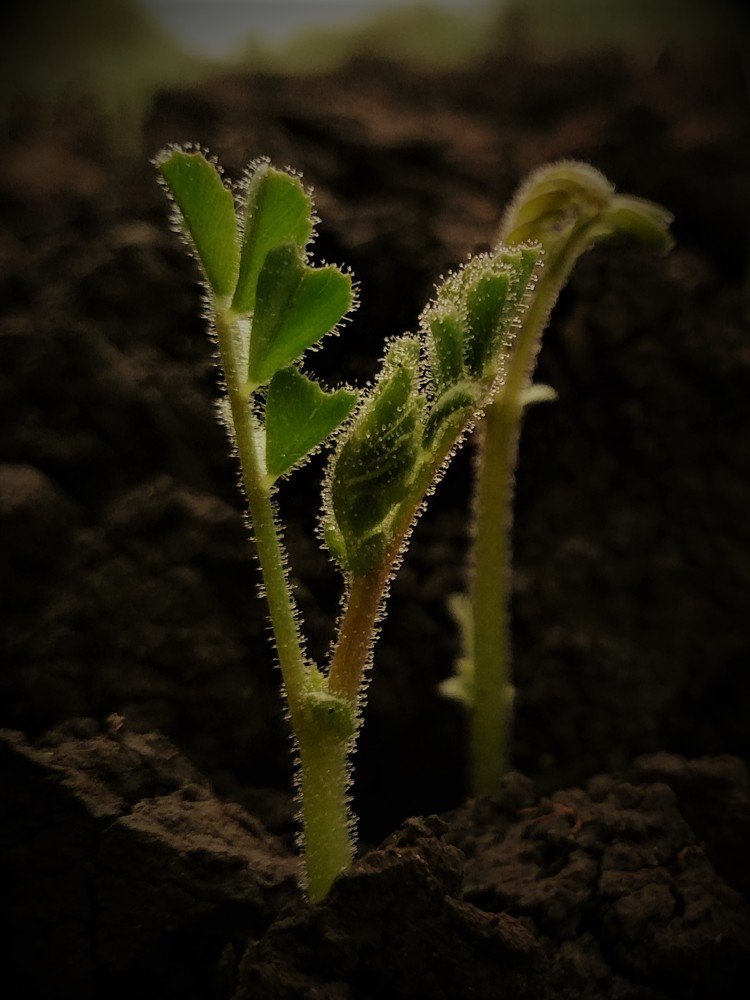 Photograph by LAKHAN YADAV