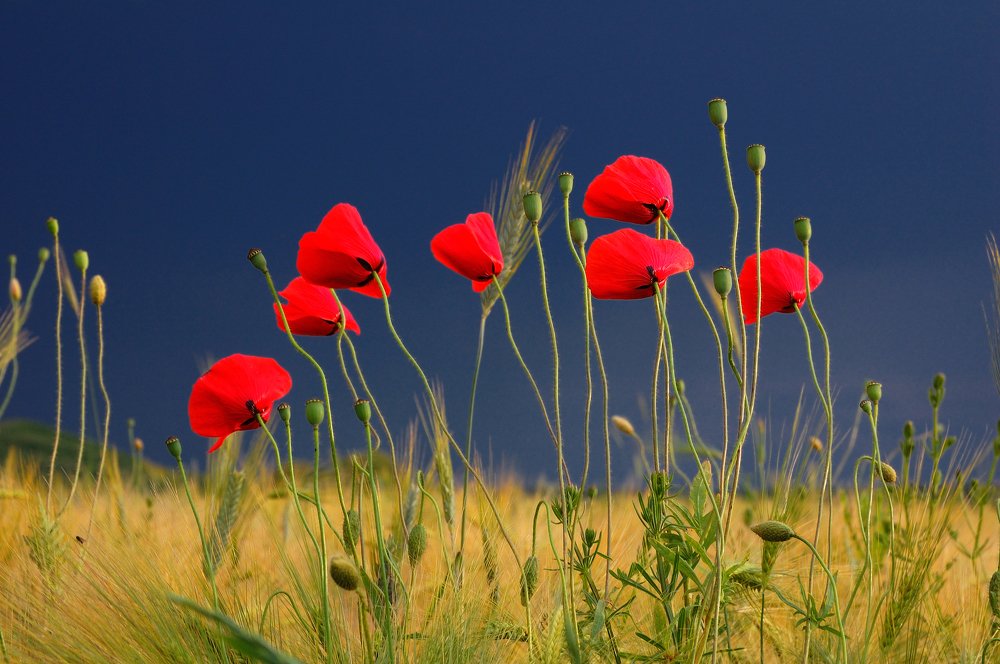 Фотография автора Teglaş Marin