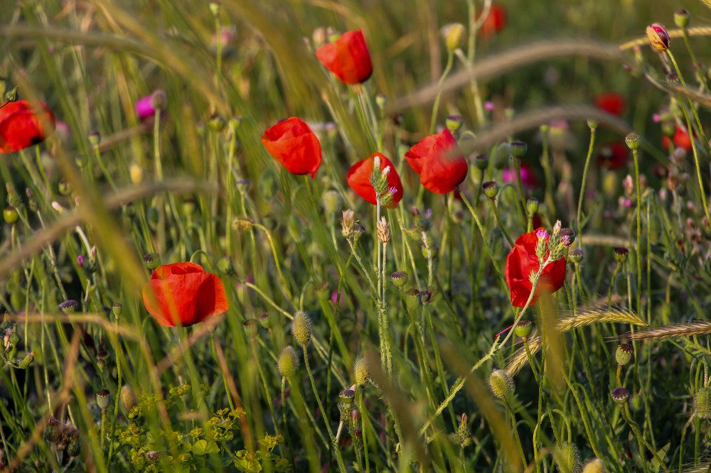 Photograph by Маргарита Зорина