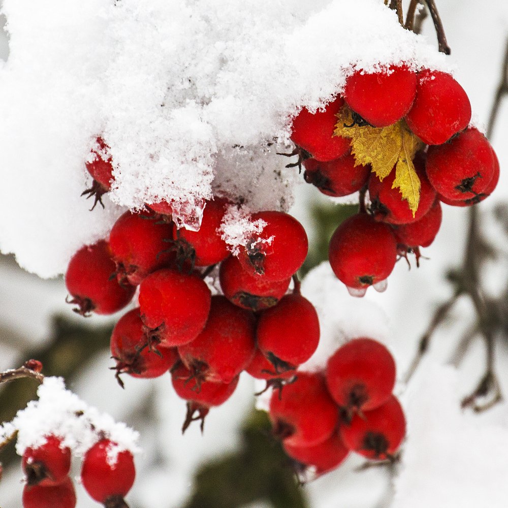 Photograph by Ivars Salmanis