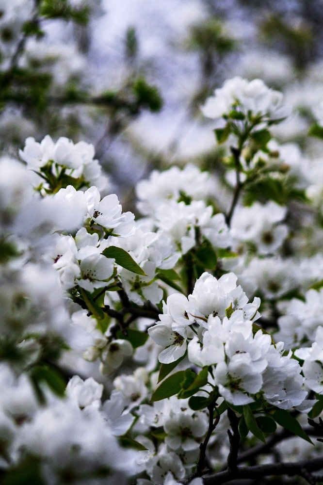 Photograph by Анна Белка