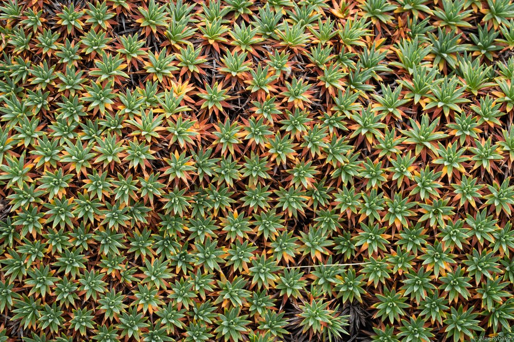 Photograph by Александр Рыбаков