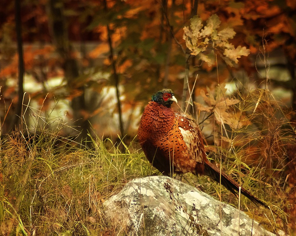 Pheasant.