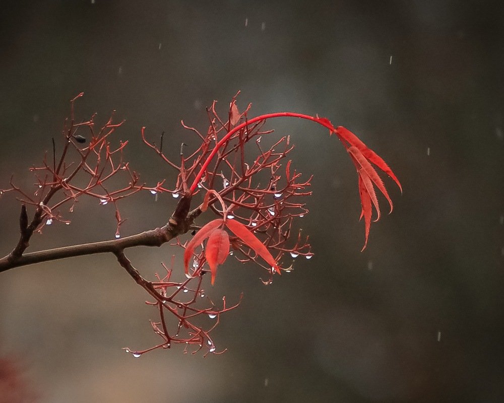 Красная осень