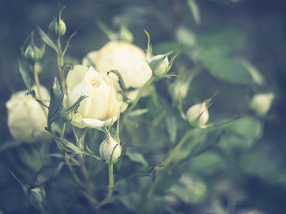 Photograph by Anna Sindikayeva