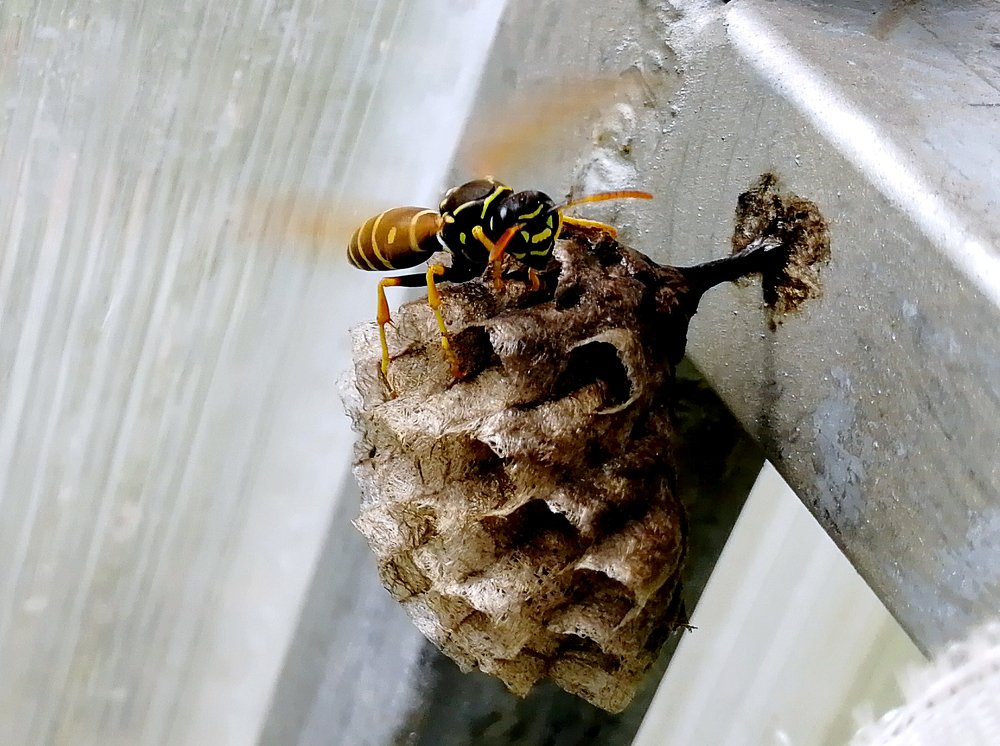 Защищаю свой дом