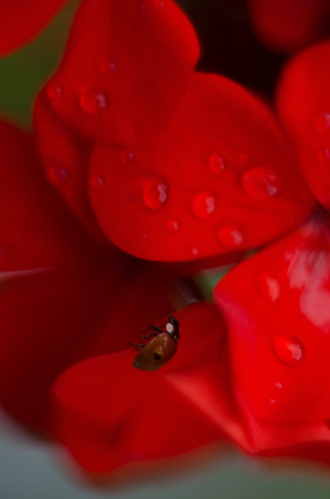 Photograph by Нина