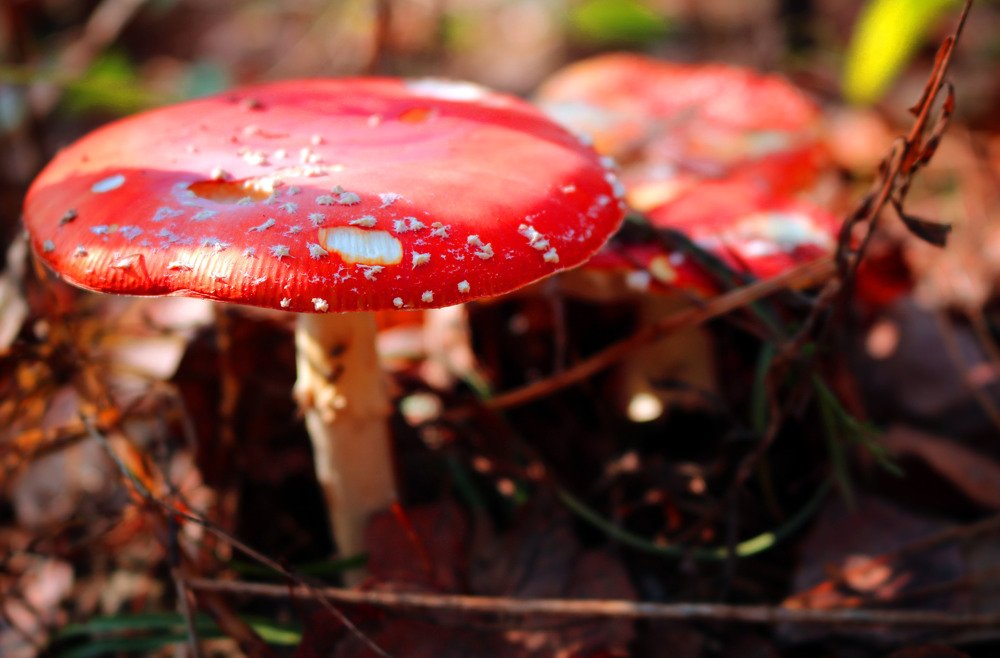 Fly agaric