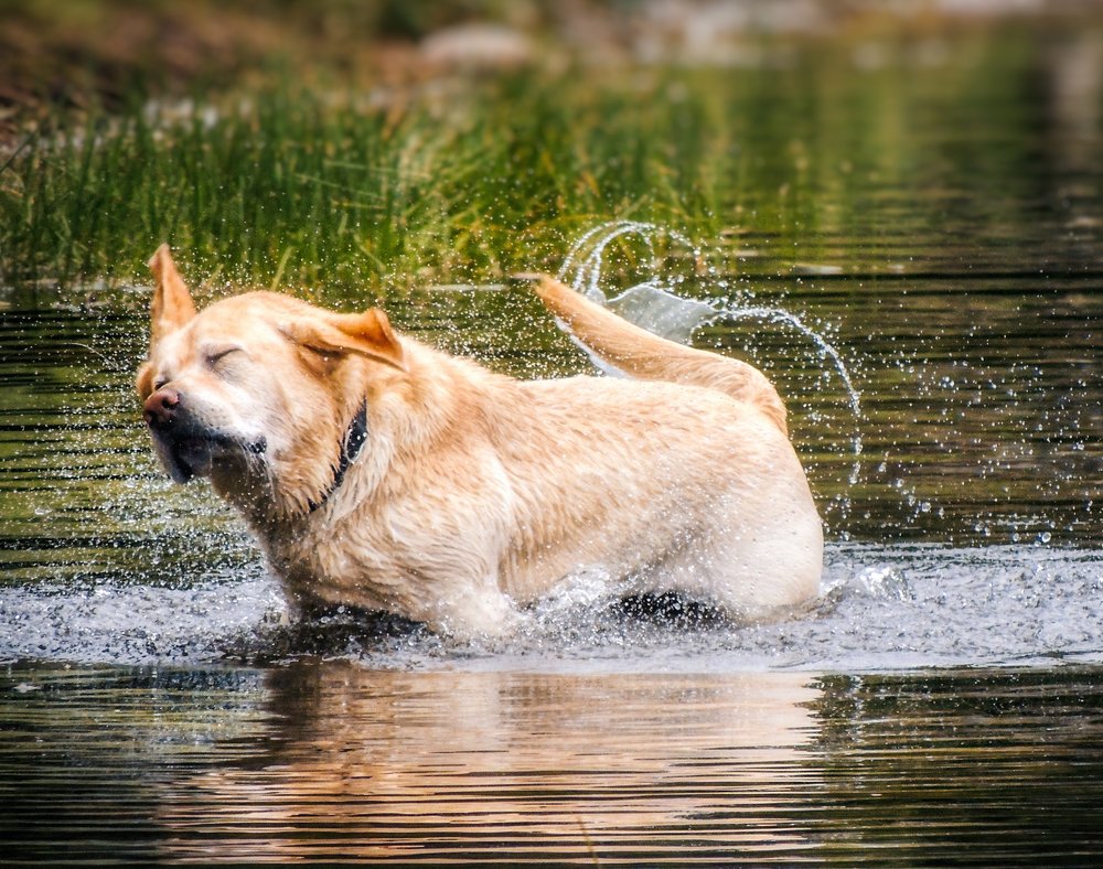 Не подходи!