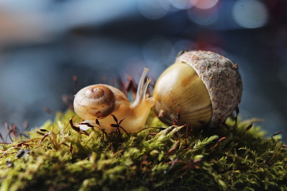 В стране желудей