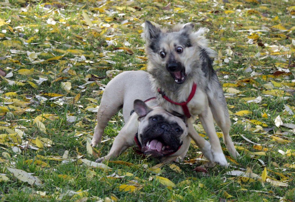 зверские игры