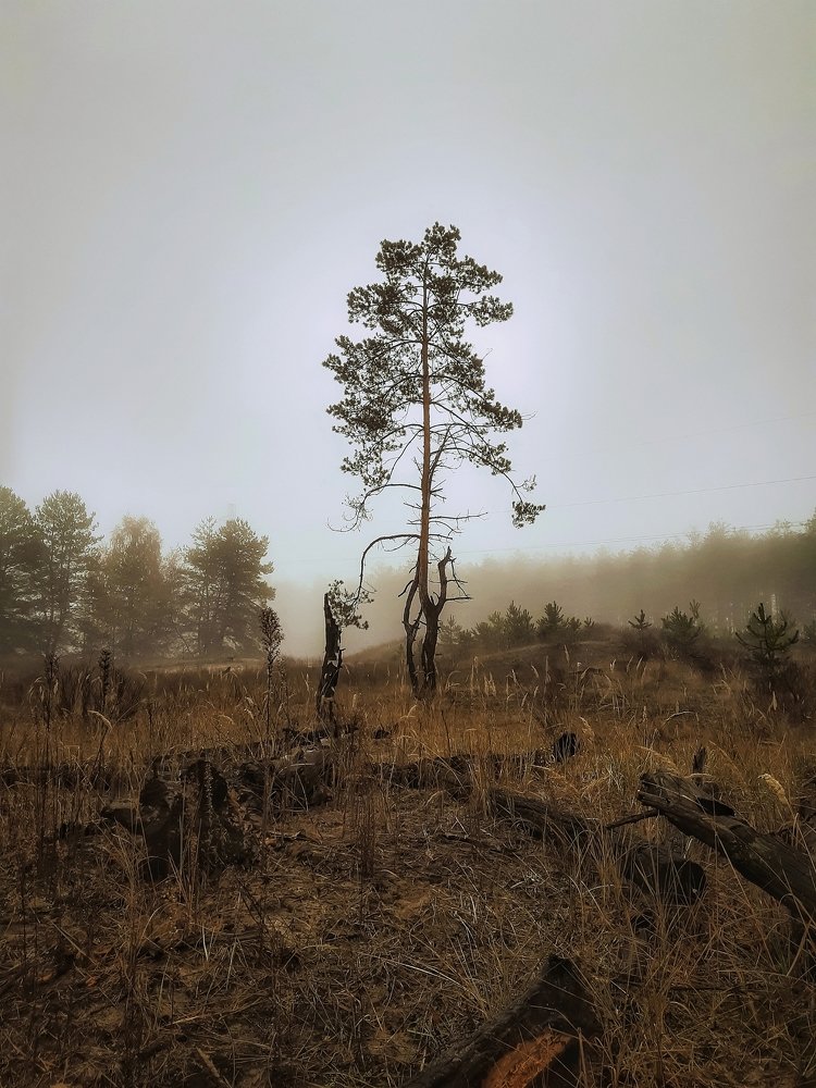 Одинокое дерево