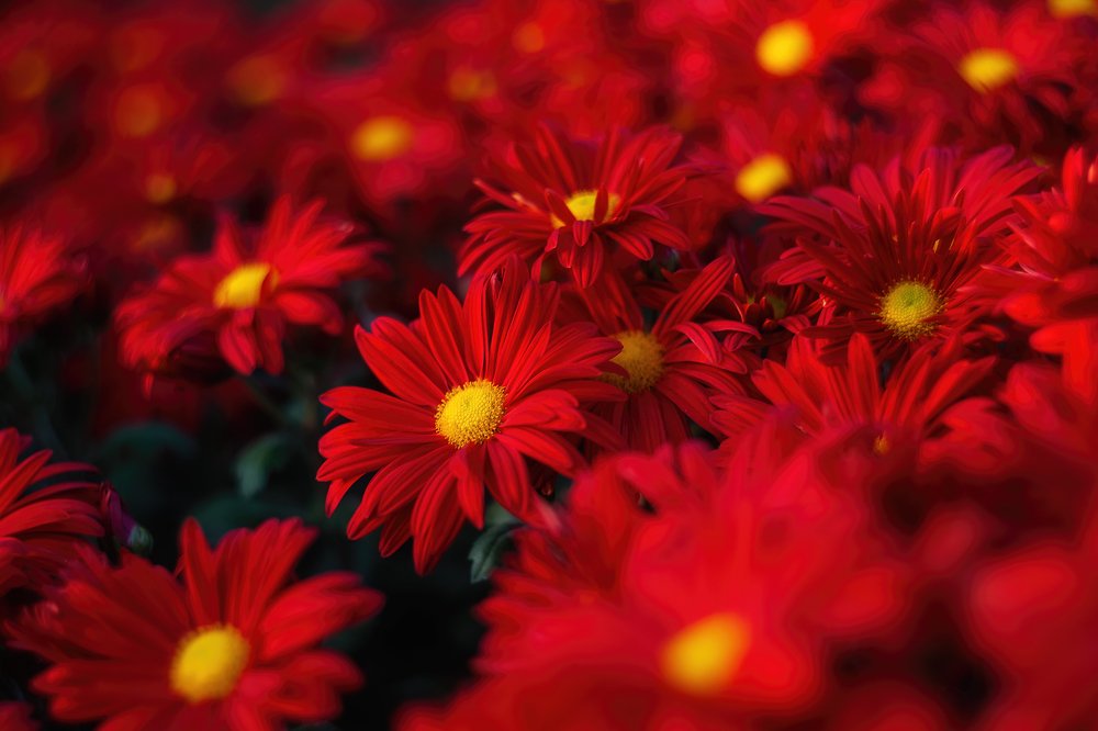 Красные хризантемы