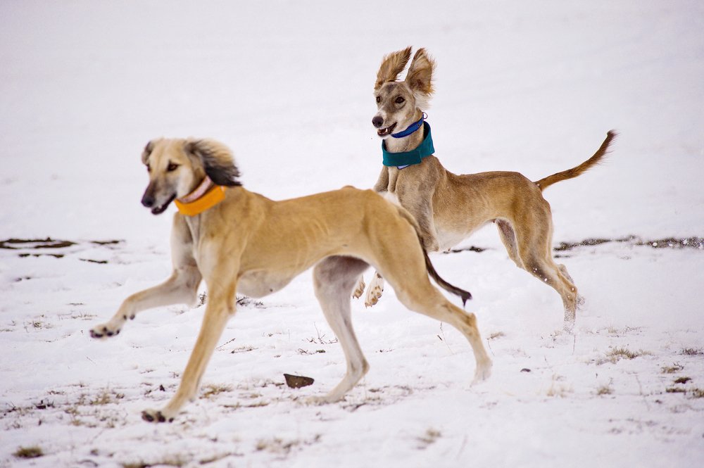 Гончие собаки Тазы
