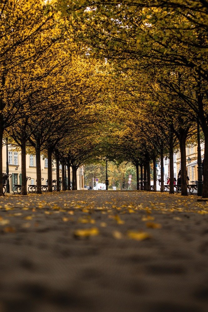 Фотография автора Мария Сурмачева