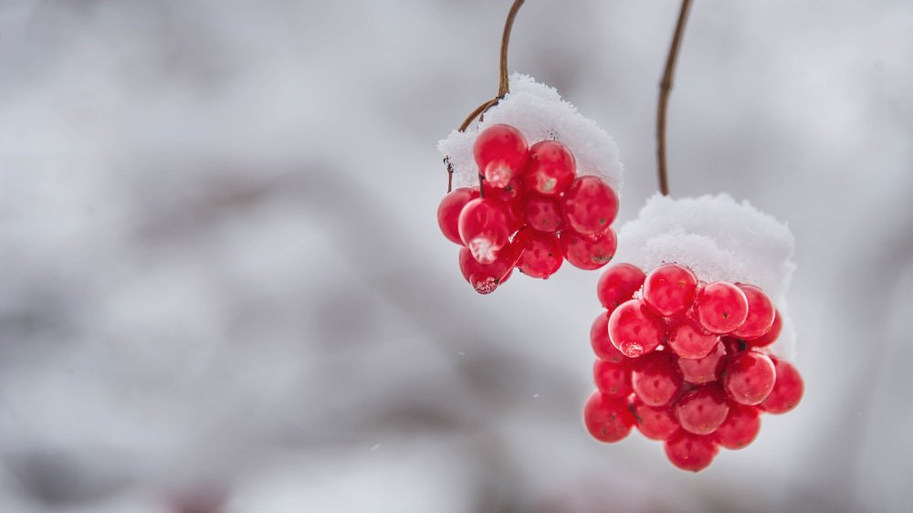 Калина красная