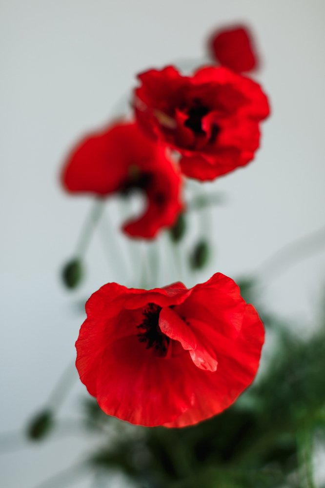 Фотография автора Татьяна Вишневская