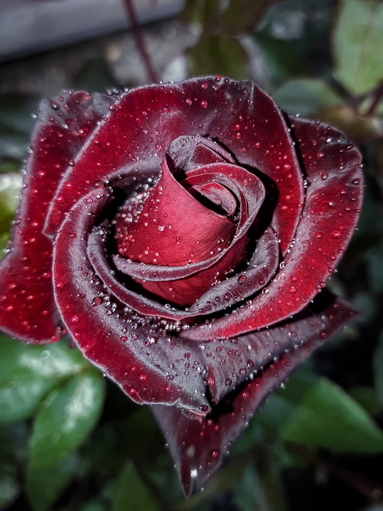 Photograph by Светлана Лехмус